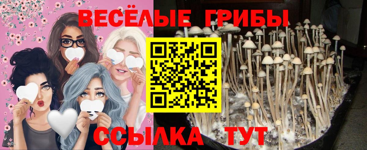 Галлюциногенные грибы MAGIC MUSHROOMS  Вход с VPN  Переславль-Залесский 